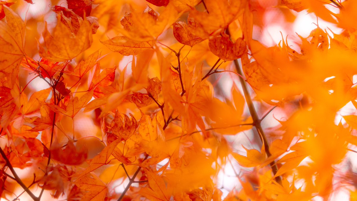 awaaaaaaaal's tweet photo. Autumn. 🔴🟠
#LOAD4K #autumncolors https://t.co/n3MI2UbHqR