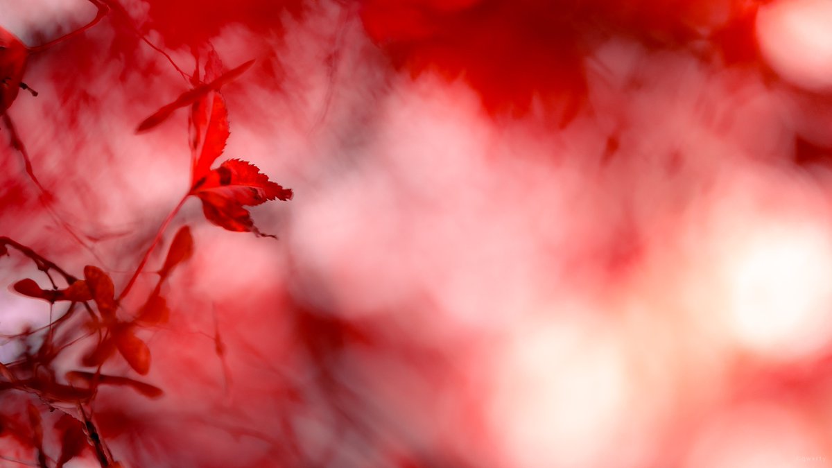 awaaaaaaaal's tweet photo. Autumn. 🔴🟠
#LOAD4K #autumncolors https://t.co/n3MI2UbHqR