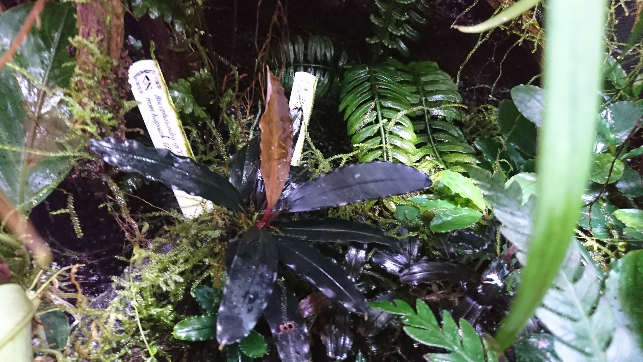 Bucephalandra Deep Purple — Buce Plant