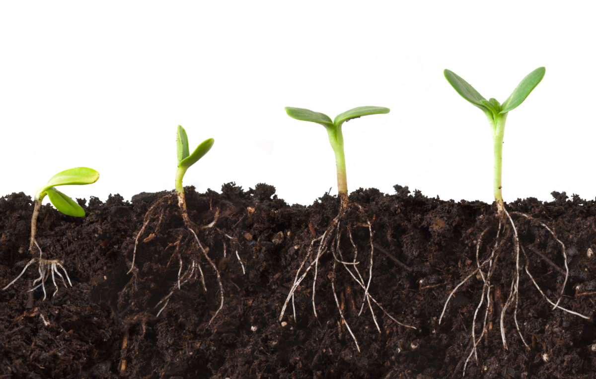 Las raíces se encargan de nutrir a la planta absorbiendo agua y minerales del suelo, pero existe un pequeño gran problema: su tamaño. Son tan grandes que no son capaces de llegar a todos los sitios… y aquí entra el hongo.