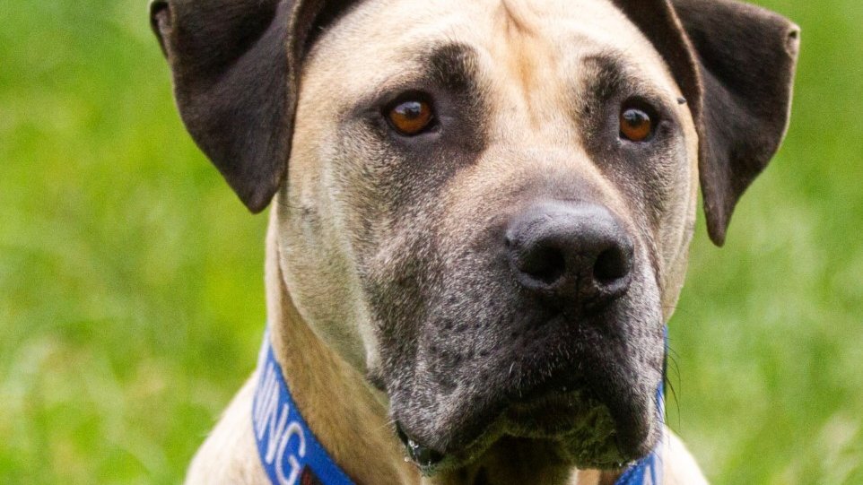 Please RETWEET to help Moomoo find a home, currently located in #PLYMOUTH 🇬🇧

Aged 6 has had a very sad story so far, 45kgs looking for EXPERIENCE of big breeds, adult home as only pet, large garden and someone with the commitment to help?💔💔

gablesfarm.org.uk/dogalogue/moom…

#dogs #UK