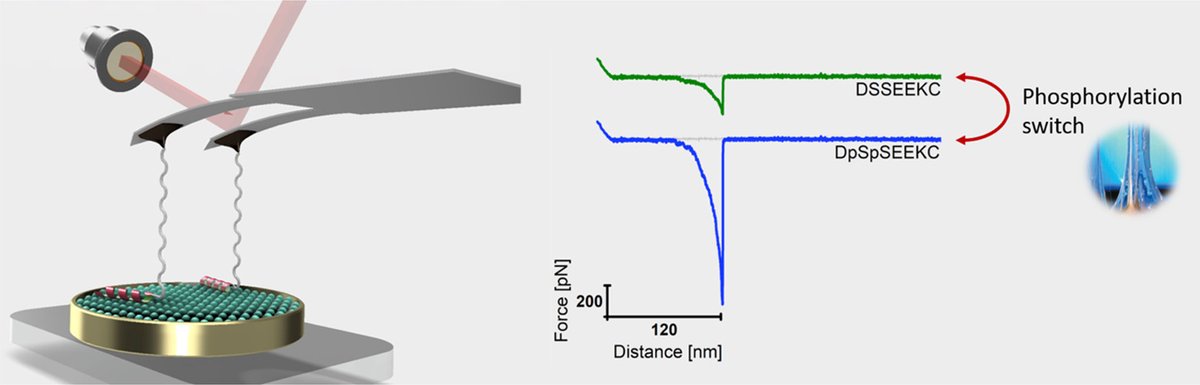 ACS_Langmuir's tweet photo. "Single-Molecule Force Spectroscopy Reveals Adhesion-by-Demand in Statherin at the Protein–Hydroxyapatite Interface" https://t.co/efn7zZSJo0 #ACSAuthorChoice #openaccess https://t.co/I6ta0Pg4sV
