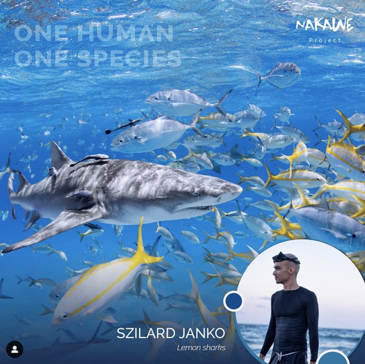 Head to our online shop to buy some of his captivating underwater art. All proceeds will fully be used for our missions to protect marine life.
#OneHumanOneSpecies #LemonShark #LemonSharks #Shark #Sharks #UnderwaterPhotography #WorthMoreAlive #LetLive #UwPhoto #NakaweProject