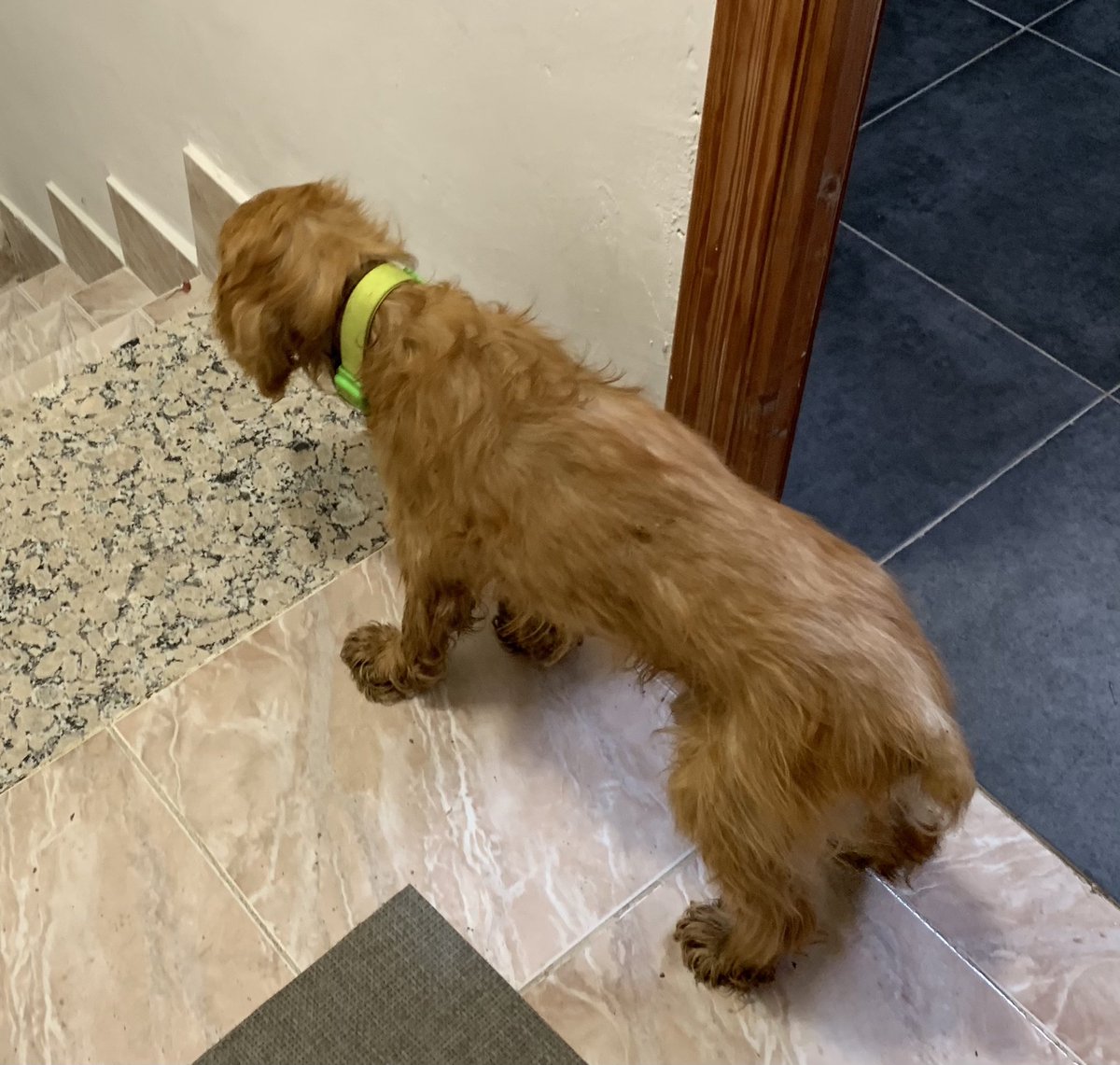 PayoCura's tweet photo. Encontrado en medio de la carretera de Arcediano a La Vellés 
Me ayudáis a encontrar a su dueñ@ https://t.co/yQM0konK3Q