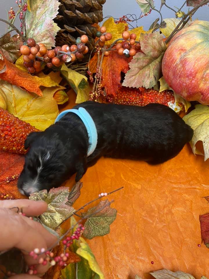 F1 standard bernedoodle 2 weeks old. available to go home week of Christmas