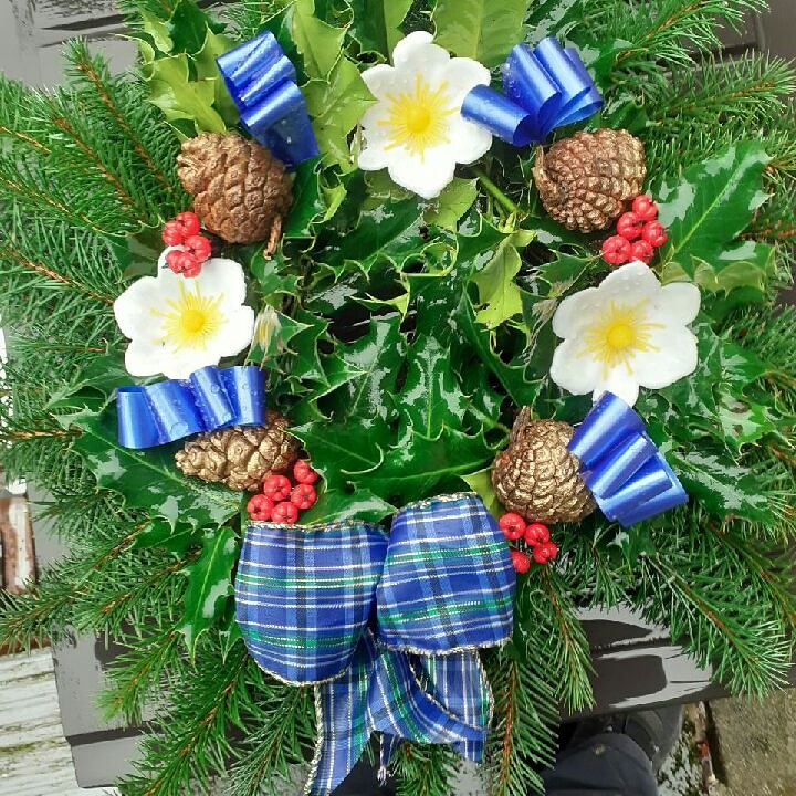 coolshaq's tweet photo. Holly Wreaths available to order
£10 each
#hollywreaths
#Weaverrownewsagents https://t.co/ENPiiJ4d8X
