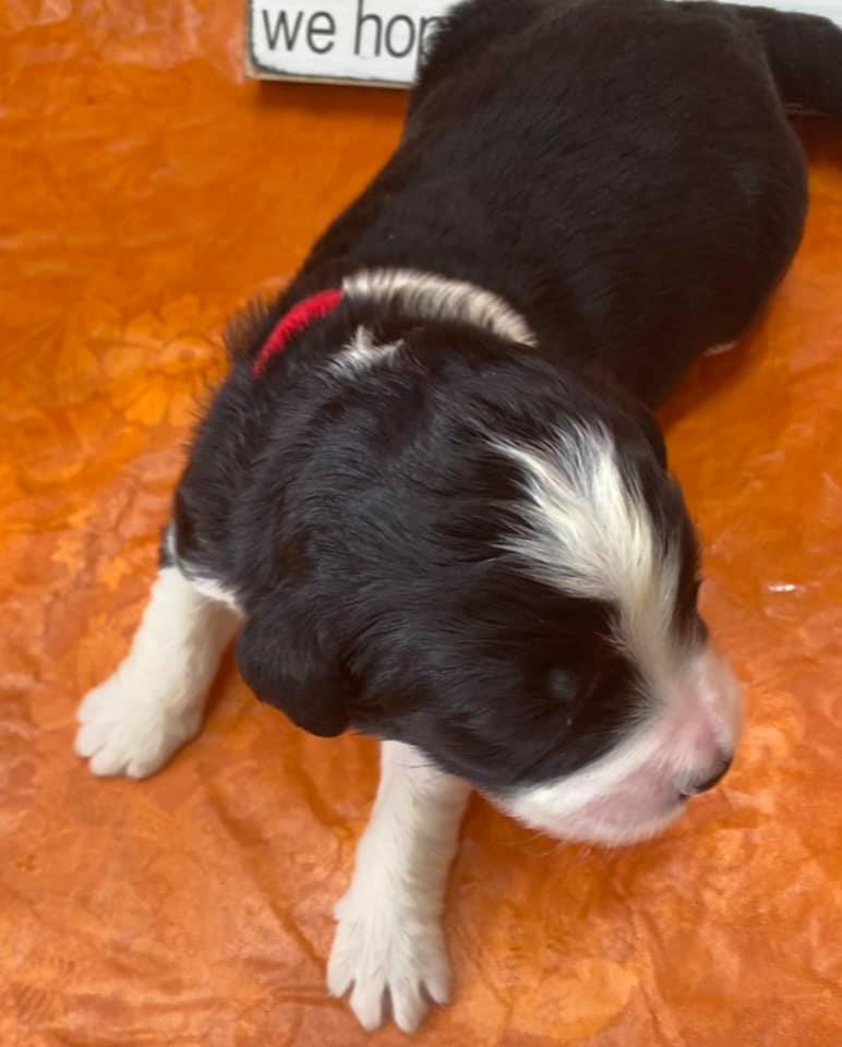 indiana bernedoodles (@ibernedoodles) on Twitter photo 