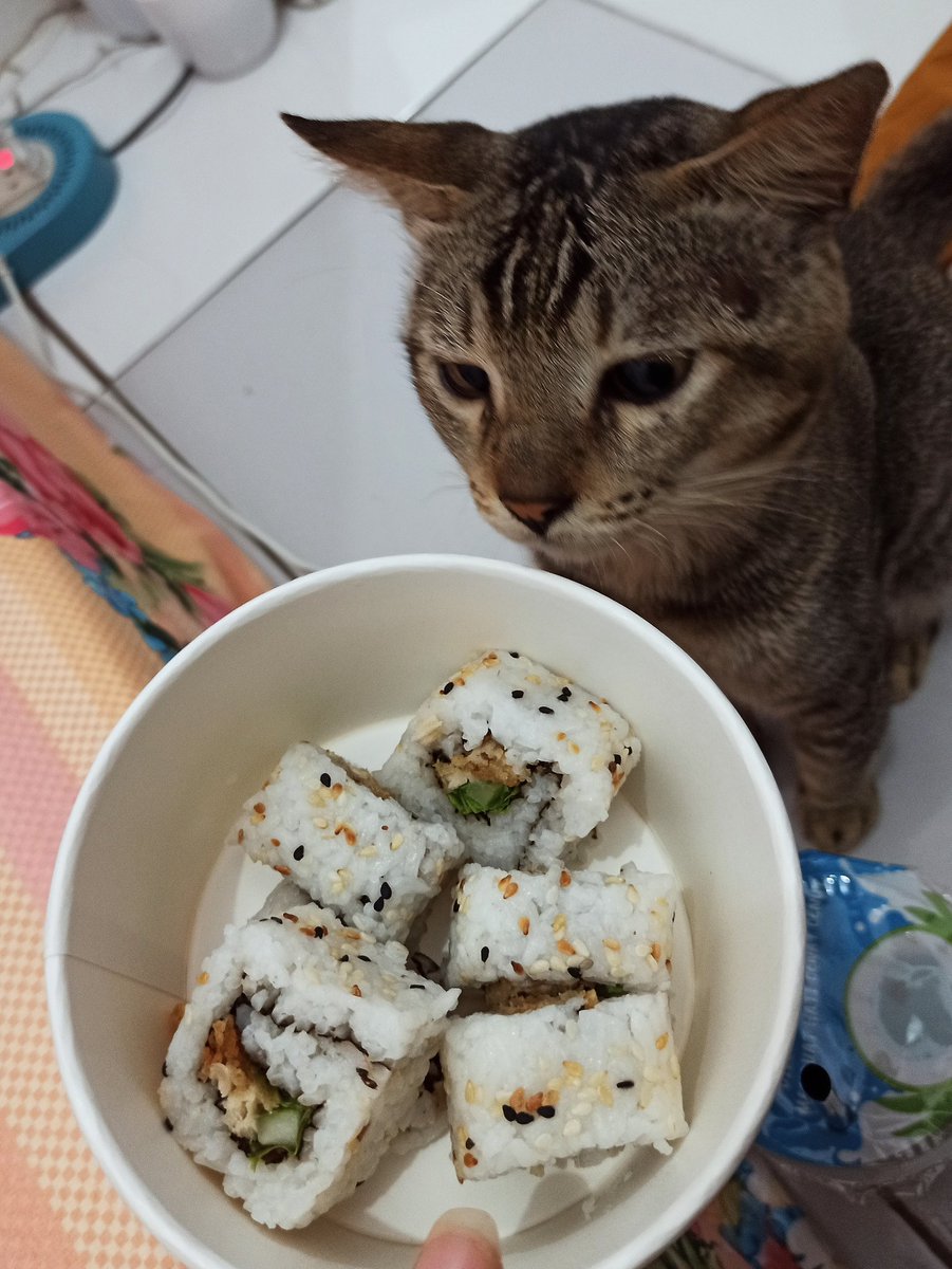 Thorifah_guzel's tweet photo. Kesayangan aku udh kaya ade sediri 🍱🍣🍤 https://t.co/rd68Yhwn1M