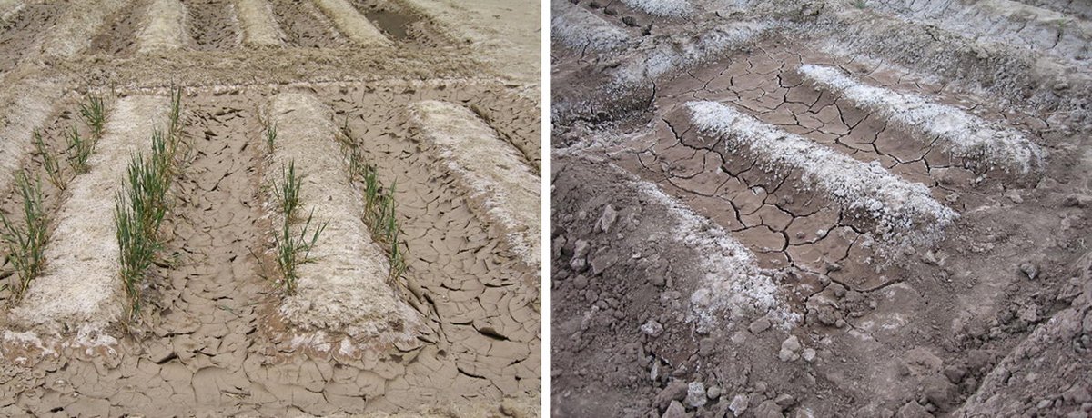 VnsLive's tweet photo. #Experts #Karachi #PAKISTAN #Salinelands #UNExpert #UniversityofKarachi
Saline lands are precious resources, can be transformed into productive croplands’ experts says https://t.co/Yrka81JEMA https://t.co/LLHEfNilLH