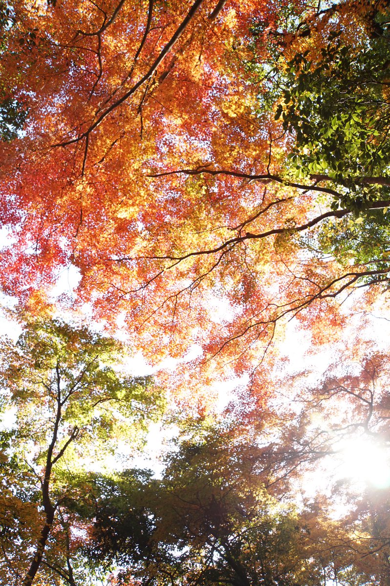 Tkwshu 滋賀県東近江市 永源寺の紅葉 Web Japan Webjapan Autumncontest 滋賀県 永源寺 紅葉 ツイッター紅葉狩り