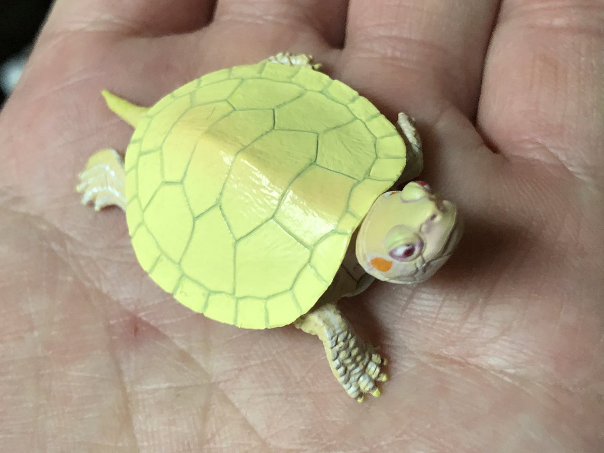 アルビノミドリガメ アルビノミドリガメ
