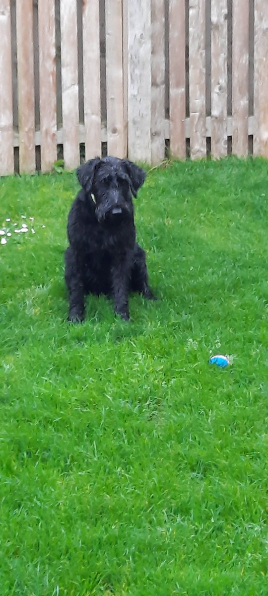 Barbarella_H's tweet photo. Its a drookit dug kind of day, but she doesn't want her walk to end https://t.co/N42o7WAdLk