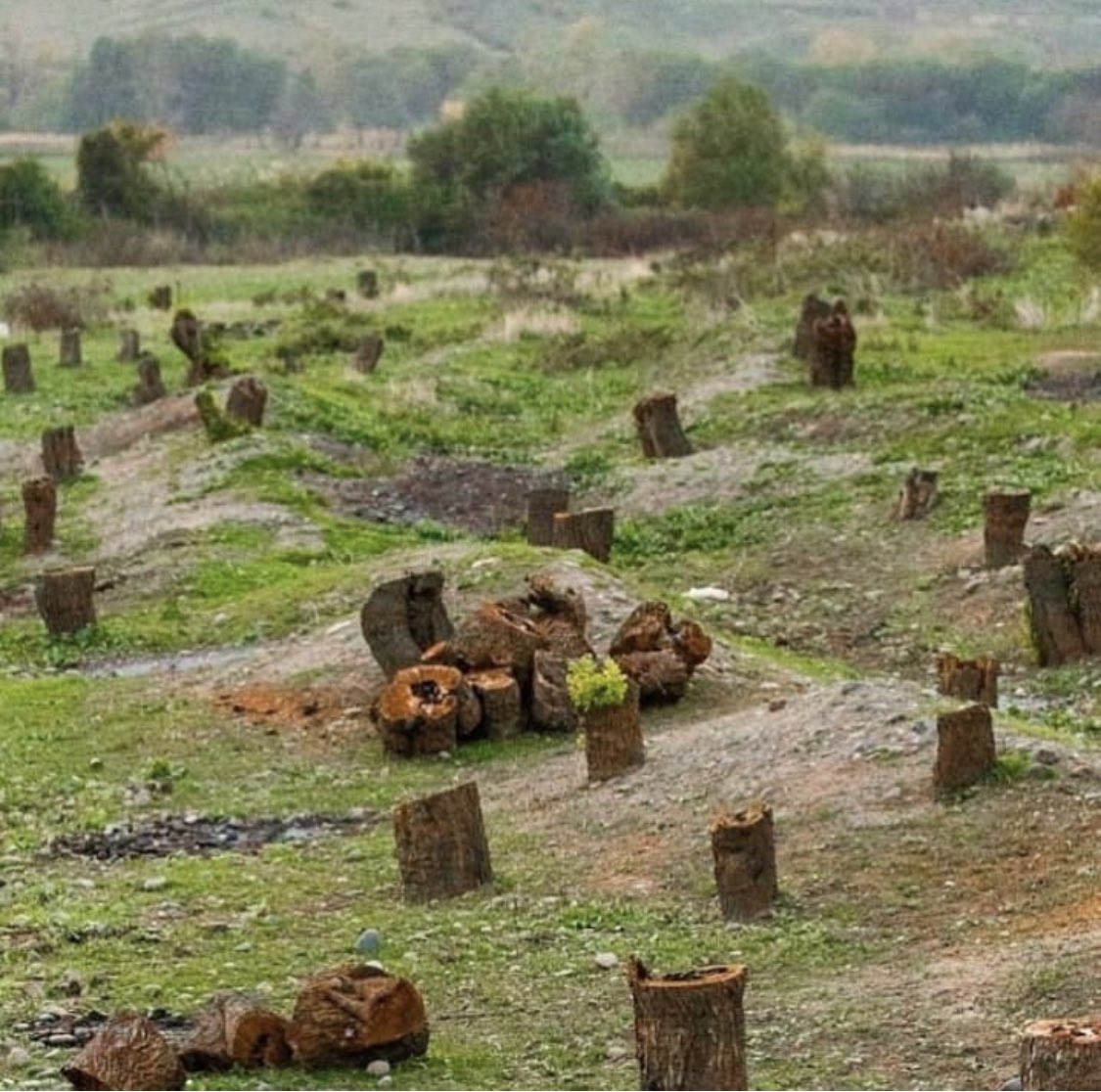 LeilaRAliyeva's tweet photo. Armenians destroying trees in #Kalbajar, Azerbaijan.
Trees they did not even plant.
This is another act of vandalism that all of us are unfortunately already used to when it comes to this nation. See this: @LeoDiCaprio @GretaThunberg @Greenpeace https://t.co/CbARiJWo4E