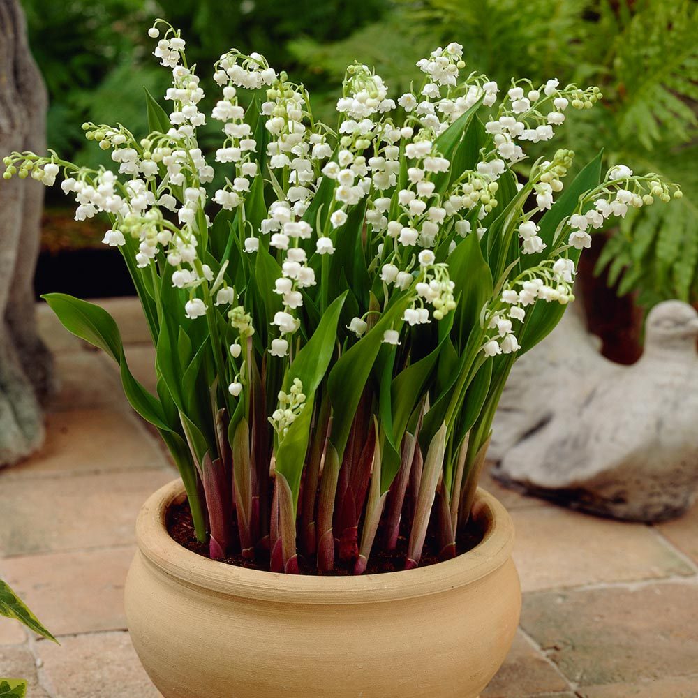 bitkimerkezinet's tweet photo. Lily of the Valley / Müge Çiçekleri

 #flowers #flowermagic #lilly #flowersofinstagram #flowerstagram #flowerphotography #flowerlovers #flowery #natural #bestoftheday #plants #plantsofinstagram #lilyofthevalley #naturelove #instaflowers #bitkimerkezi #naturelover #bloom https://t.co/xpjJg3rBEN