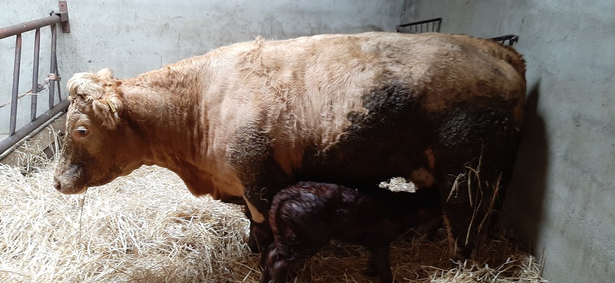 PMDonohoe's tweet image. The start of #Calving20/21