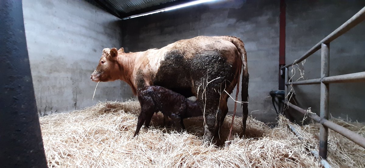 PMDonohoe's tweet image. The start of #Calving20/21
