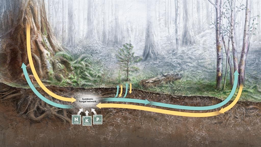 Sí, has leído bien. A través del micelio (conjunto de hifas) del hongo, un árbol puede enviar estímulos químicos a otro adyacente si es atacado por una plaga o una enfermedad, de manera que el árbol sano se prepara para un posible ataque. ¡También intercambian nutrientes!