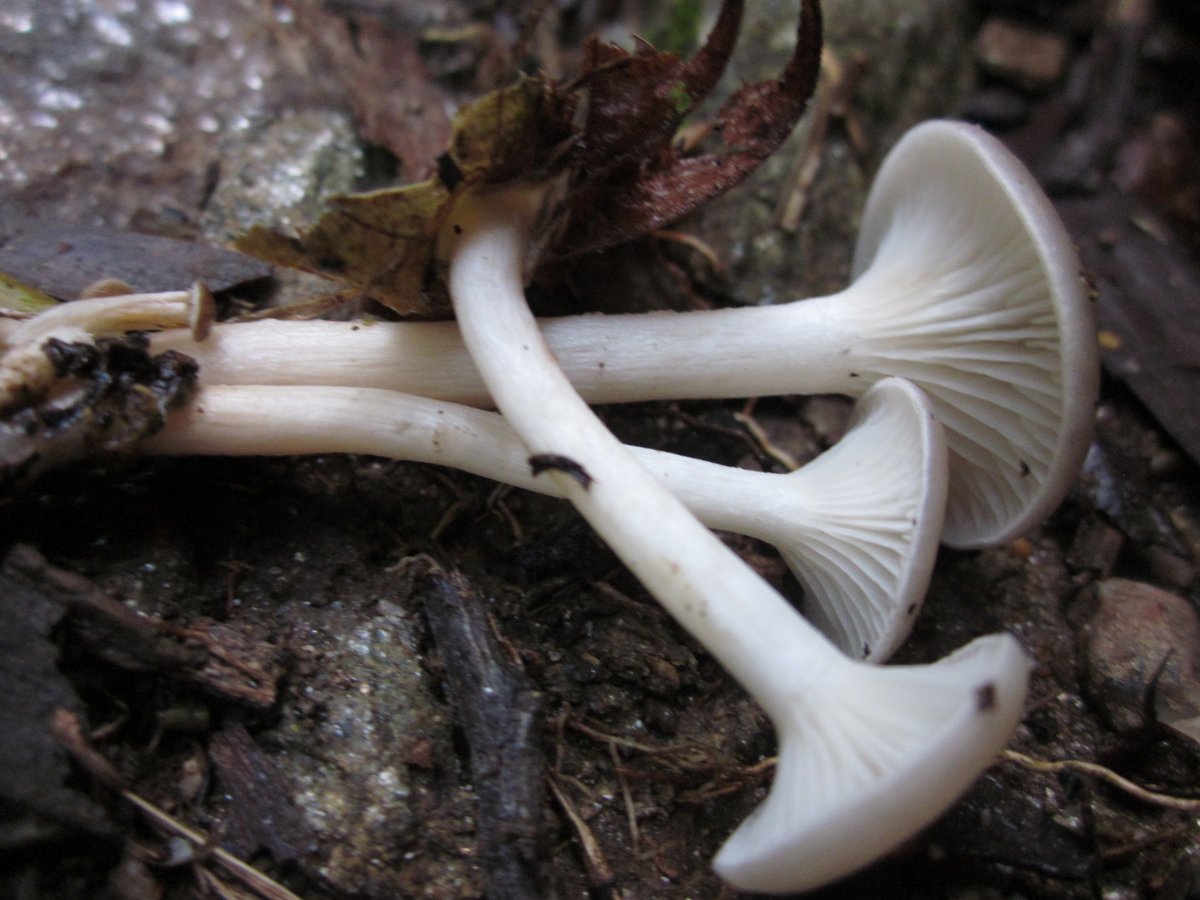 "¿Y dónde están las setas?" Lo cierto es que sólo un pequeño grupo de hongos micorrícicos son productores de cuerpos fructíferos al uso.