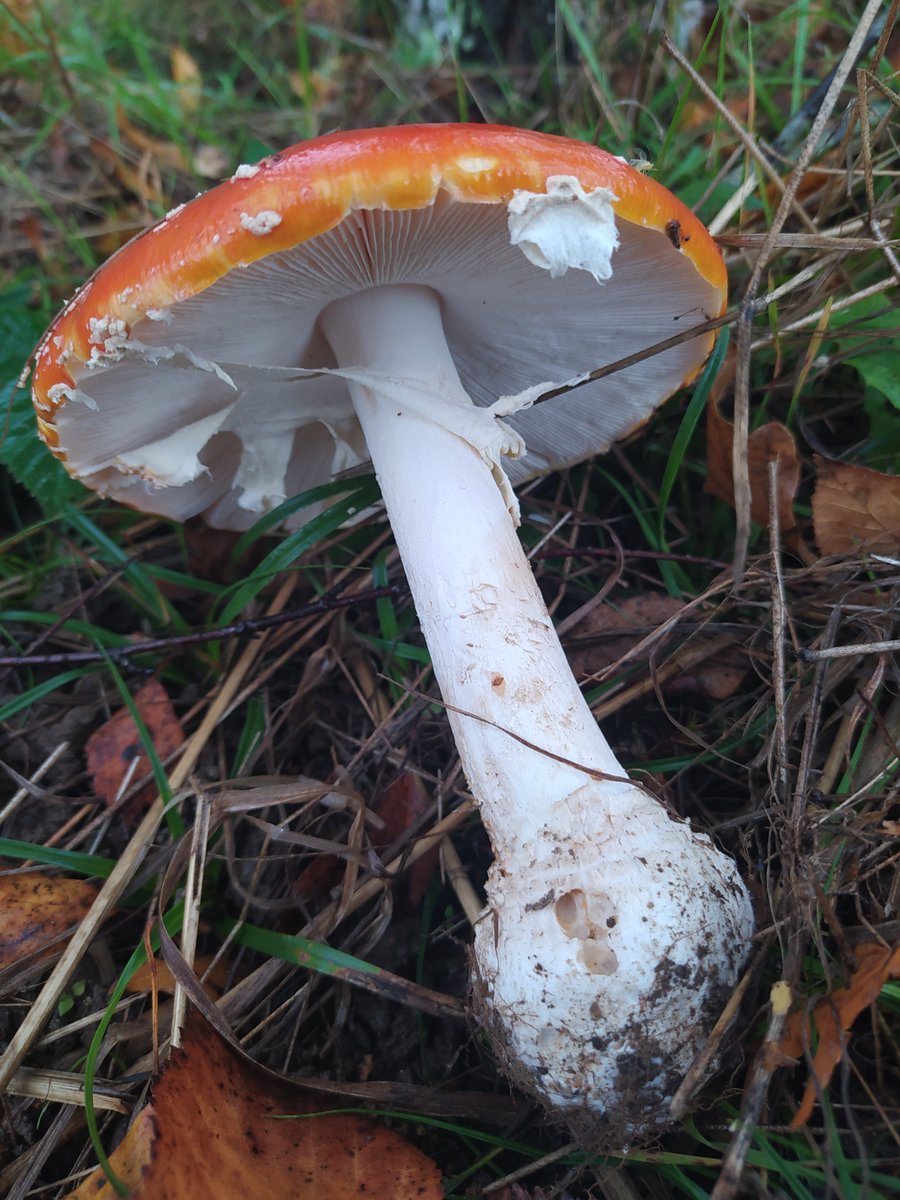 En el caso de las ectomicorrizas, el hongo se desarrolla alrededor de las raíces, adentrándose en el tejido y desarrollando entre las células vegetales la llamada "Red de Hartig". Es típica de árboles y son las que desarrollan cuerpos fructíferos (setas).