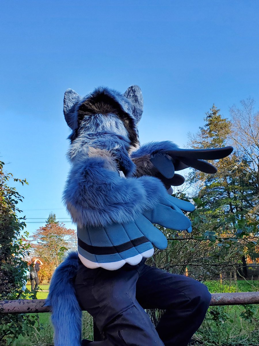 Icy_Paw's tweet photo. #fursuit #furry #costume #fursuitmaker #fursuitforsale #icypawproductions #gryphon #icypawproductions #birdcat #gryffin https://t.co/fZJzJx1jPc