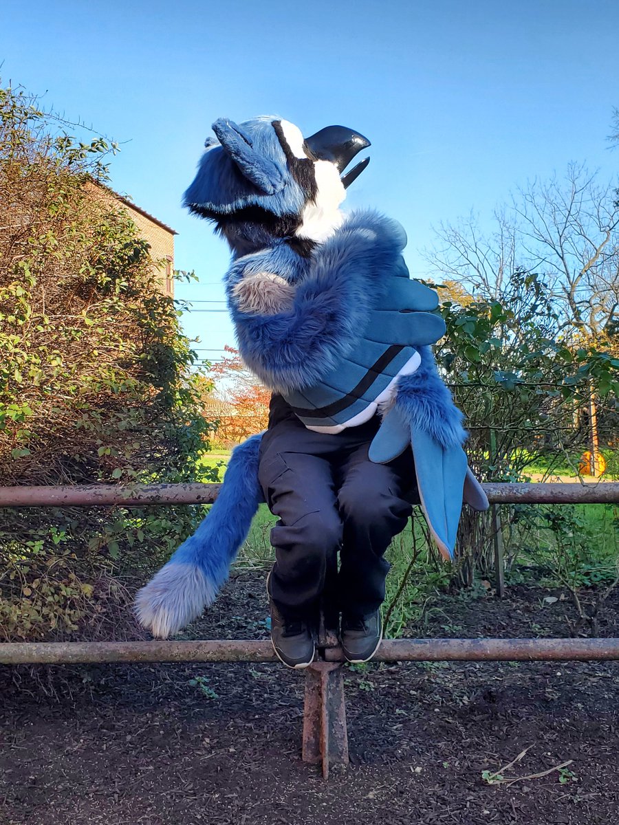 Icy_Paw's tweet photo. #fursuit #furry #costume #fursuitmaker #fursuitforsale #icypawproductions #gryphon #icypawproductions #birdcat #gryffin https://t.co/fZJzJx1jPc