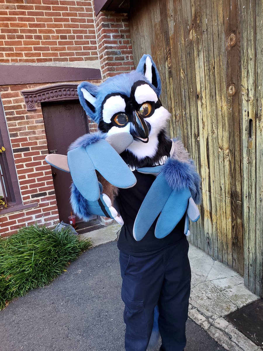 Icy_Paw's tweet photo. #fursuit #furry #costume #fursuitmaker #fursuitforsale #icypawproductions #gryphon #icypawproductions #birdcat #gryffin https://t.co/fZJzJx1jPc