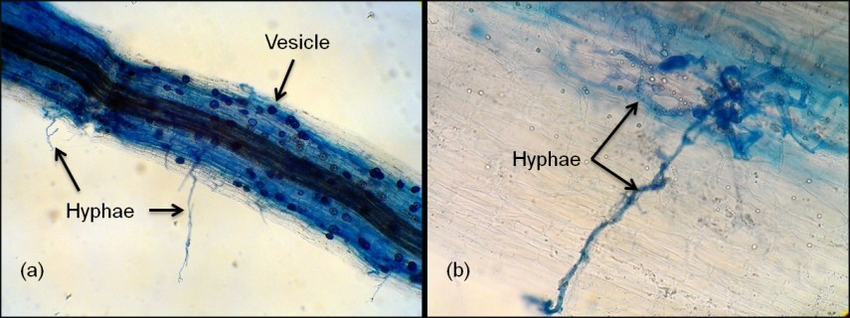Por otro lado, en las endomicorrizas no tenemos Red de Hartig, sino que las hifas del hongo penetran directamente DENTRO de las células vegetales produciendo lo que llamamos "arbúsculos". Estos hongos no producen setas y las esporas se generan en las hifas, bajo tierra.