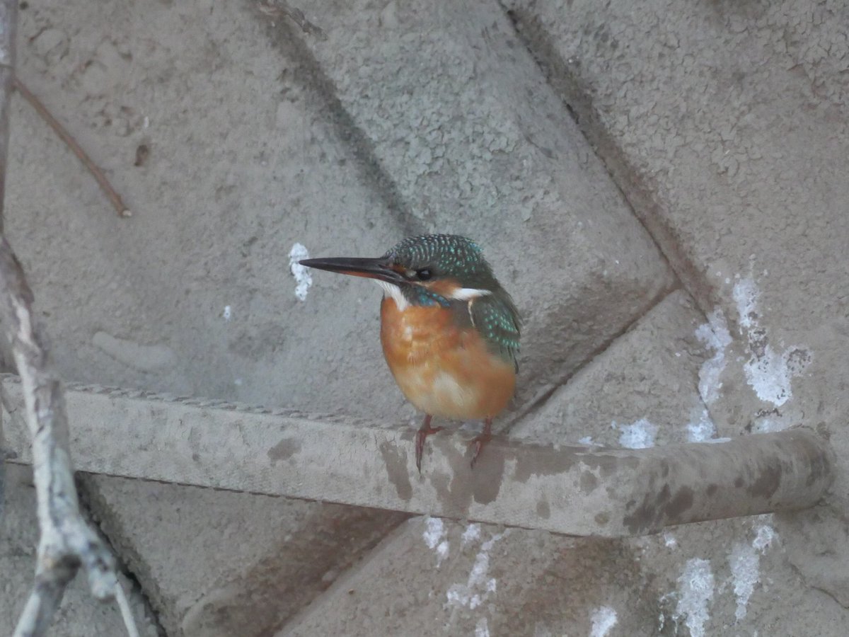 カワセミ撮れた
家の新しいカメラはとてもよさげ
仕事の畑の近くでなにより