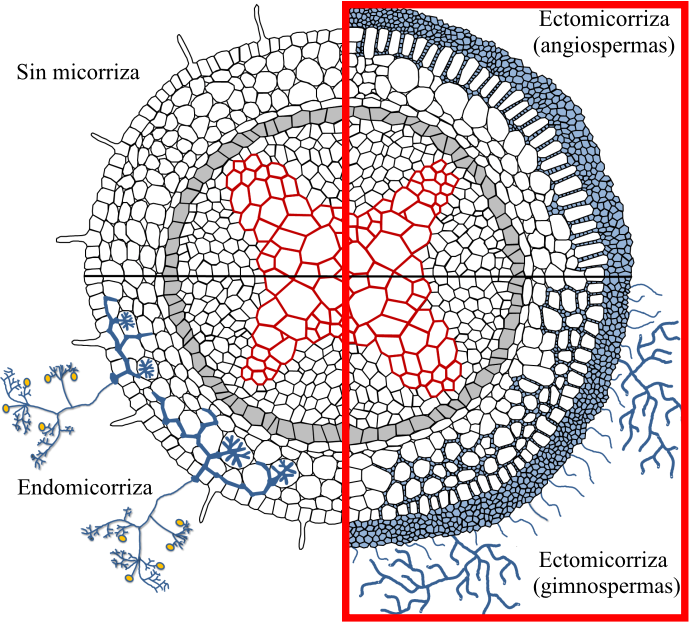 En el caso de las ectomicorrizas, el hongo se desarrolla alrededor de las raíces, adentrándose en el tejido y desarrollando entre las células vegetales la llamada "Red de Hartig". Es típica de árboles y son las que desarrollan cuerpos fructíferos (setas).