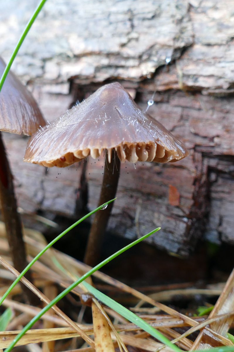 Hello #fungi friends 🌿here is a little contribution to #FungiOfTheWorldWeekend from #Perthshire 😊best wishes 🍃#mycology #@Britnatureguide #Scotland #ecosystems