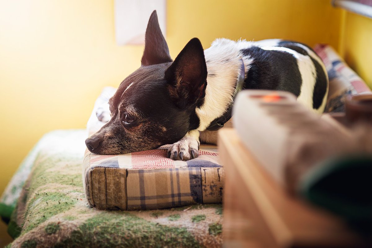 Ana_R_Palma's tweet photo. https://t.co/mEiwYhLgg2
.
#BuenosDias #GoodMorning #calor #heat #domingo #Sunday #noviembre #november #perro #dog #miperromola #quieroamiperro #Ilovemydog #dogslover #dogsfamily #GranCanaria #IslasCanarias #CanaryIslands #Canarias #DogsofTwittter https://t.co/BtVCufO0RN
