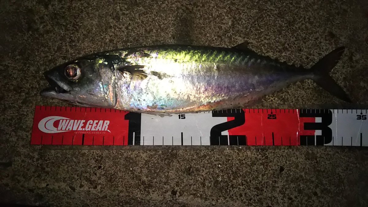 ヒビキ とびしまアジング エギング アジ６ サバ７ アオリ２と満足行く結果になった サバの40cmぐらいは全てラインブレイクして悔しい プロスペックの3寸が俺の中で1番夜に効く エギング アジング ライトゲーム とびしま カンジインターナショナル