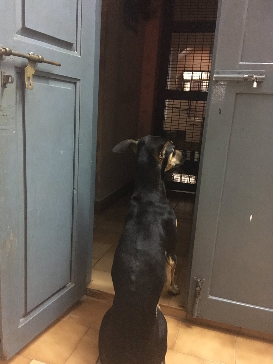 annapurna96's tweet photo. Raining cats and dogs ... no.. dogs and dogs says veera #Indiandogs #kannidogs https://t.co/mao9Ex0Abd