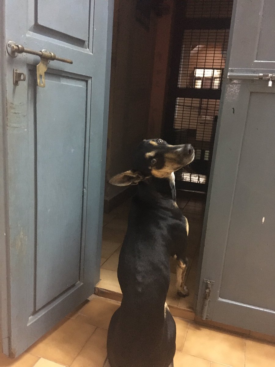 annapurna96's tweet photo. Raining cats and dogs ... no.. dogs and dogs says veera #Indiandogs #kannidogs https://t.co/mao9Ex0Abd