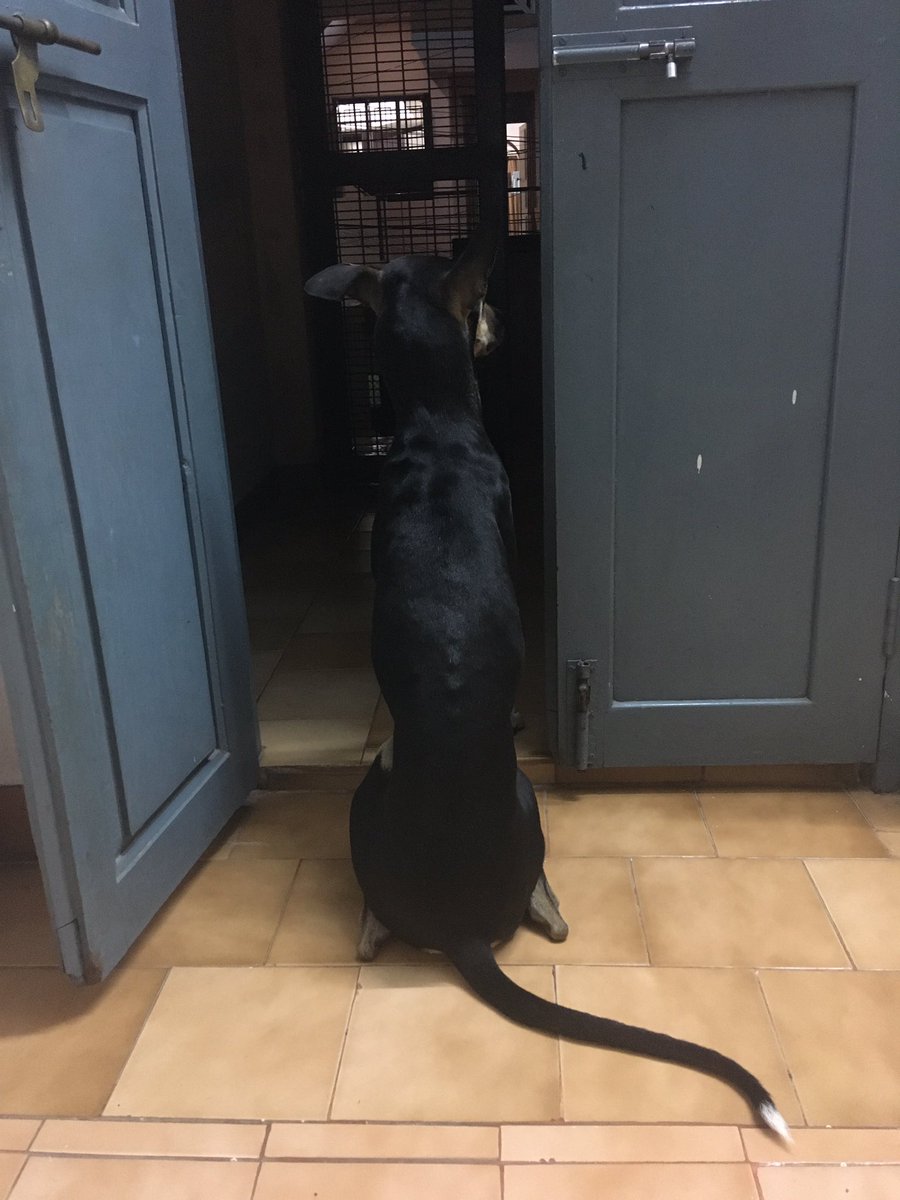 annapurna96's tweet photo. Raining cats and dogs ... no.. dogs and dogs says veera #Indiandogs #kannidogs https://t.co/mao9Ex0Abd