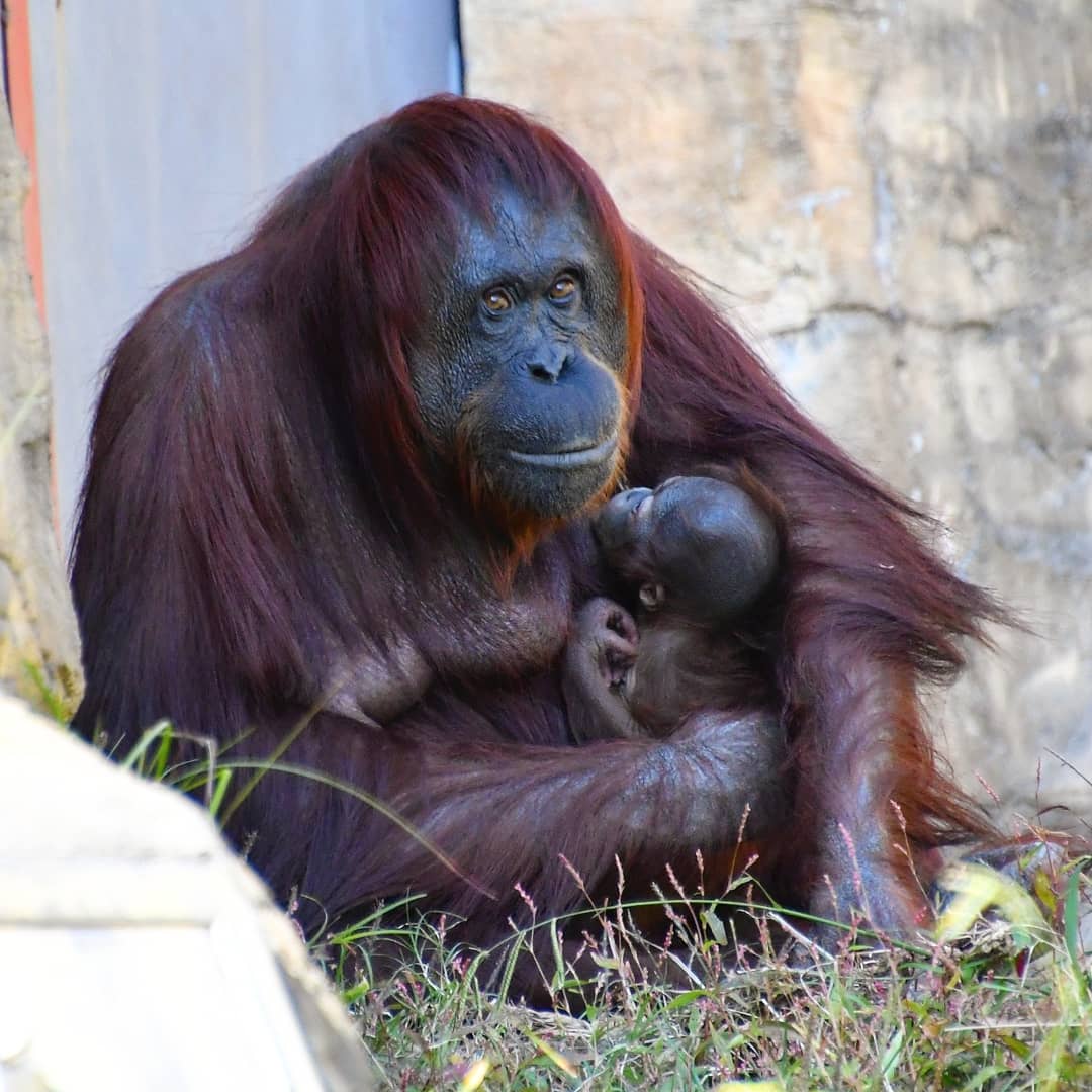 オランウータンの赤ちゃん オランウータンの赤ちゃん