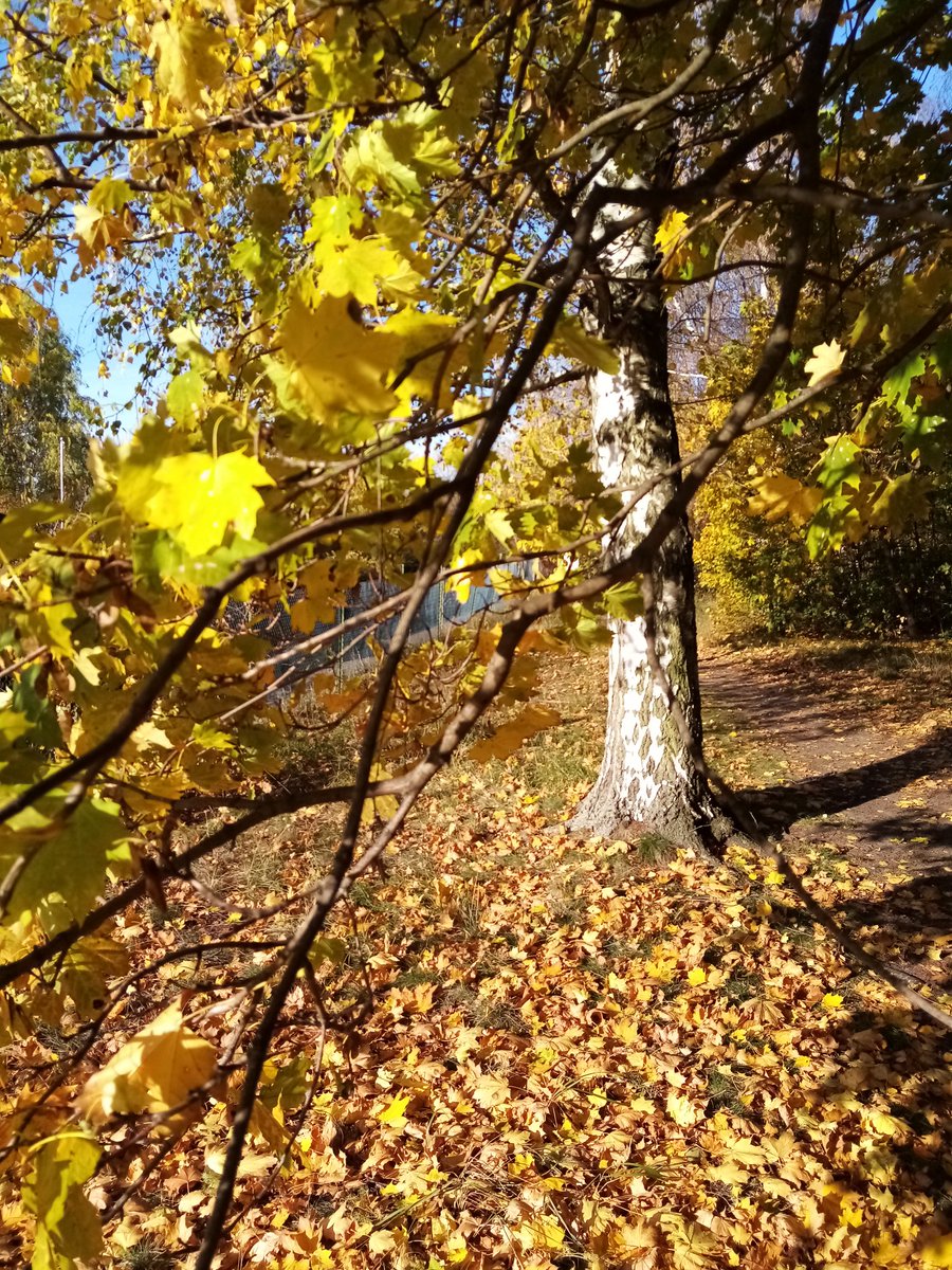 BenVButler's tweet photo. And suddenly autumn starts to disappear. #BerlinAutumnal https://t.co/G0ibi35oRT
