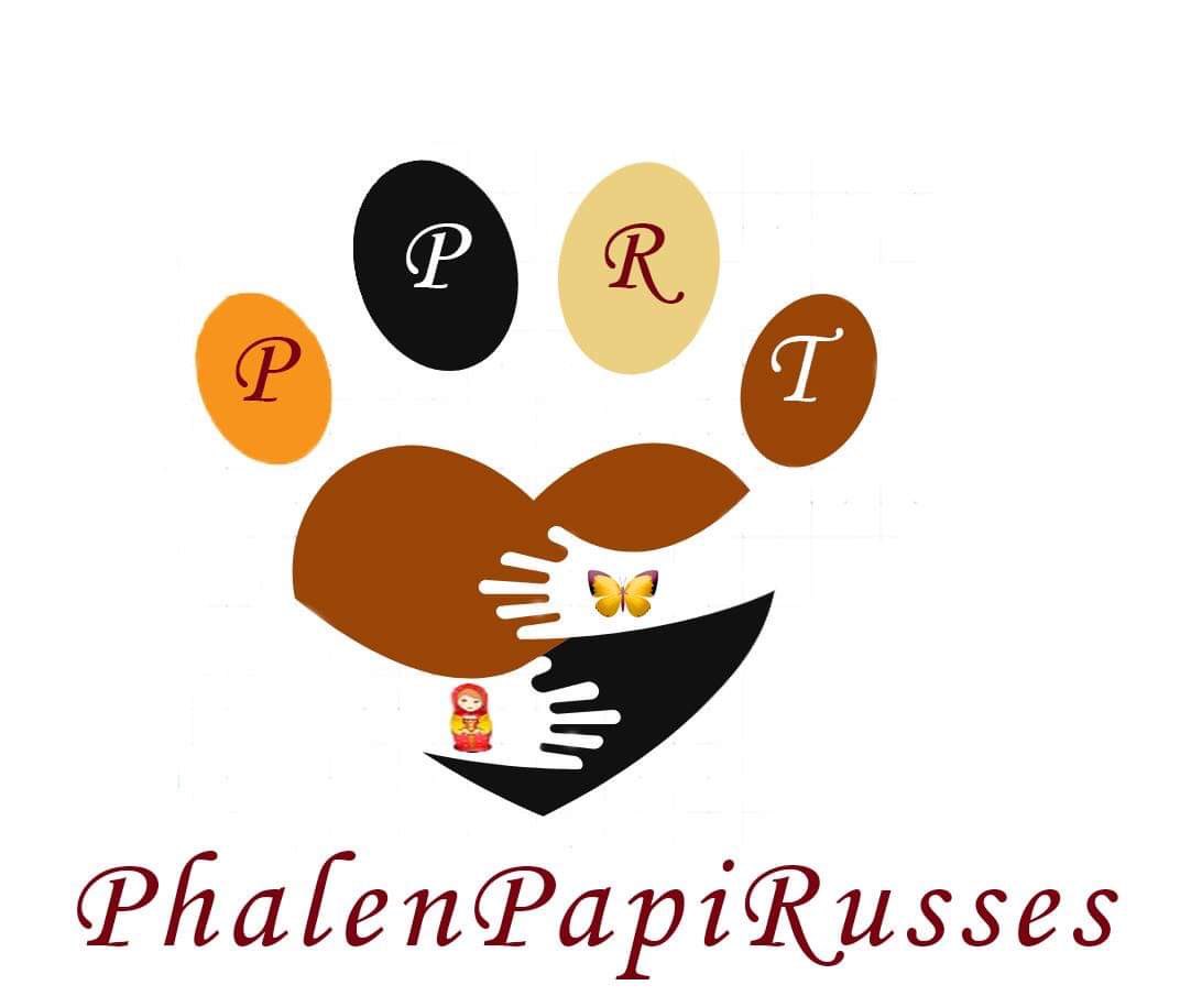 JanaHazelnut's tweet photo. Rejoignez notre groupe Facebook PhanPapiRusses si vous aussi vous êtes passionnés par l’Epagneul Nain Continental et le Russkiy Toy https://t.co/4DdaDuGwXD.            #Chienpapillon #Epaneulnain #epagneulnaincontinental #russkiytoy https://t.co/mX0DIqYb2l