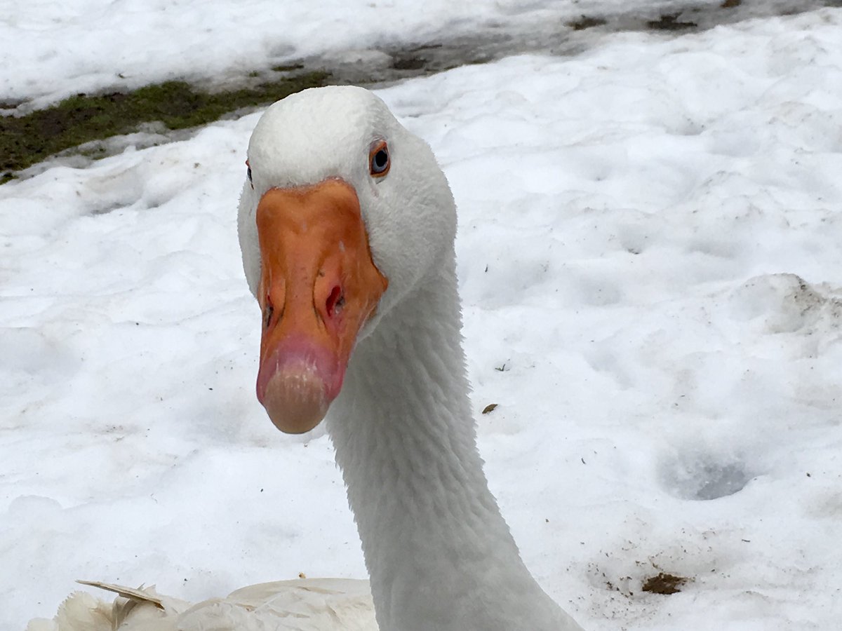 RSugarcraft's tweet photo. Robert The Goose and Martin MBE looking for forever home. for sale via @Preloved https://t.co/IChGmsGAsA https://t.co/aNQ4hsxXR7