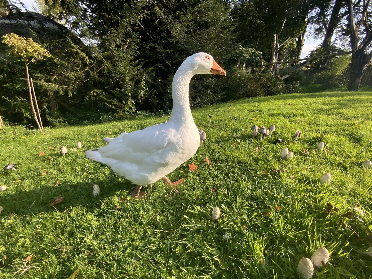RSugarcraft's tweet photo. Robert The Goose and Martin MBE looking for forever home. for sale via @Preloved https://t.co/IChGmsGAsA https://t.co/aNQ4hsxXR7
