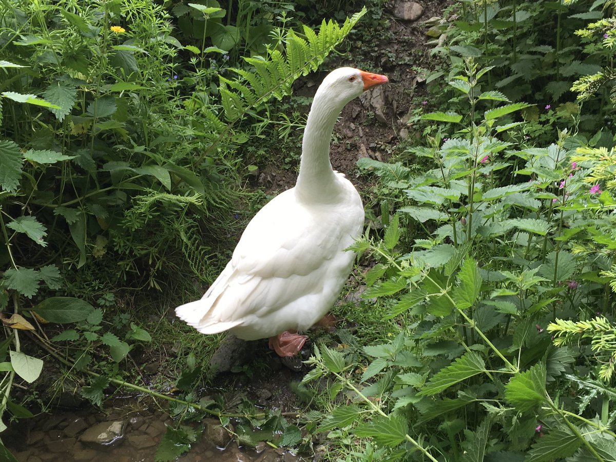 Robert The Goose and Martin MBE looking for forever home. for sale via <a href="/Preloved/">Preloved</a> preloved.co.uk/adverts/show/1…