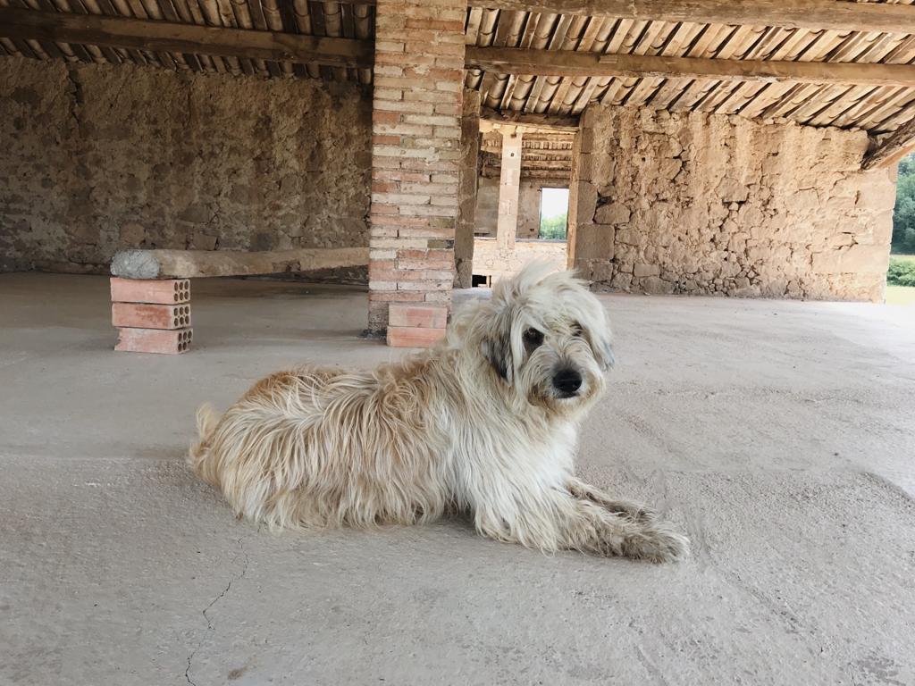 Es busca una gossa d'atura Catalana per ser la pretendent del Xerric.
De pura raça i que no sigui de mena petita.
El tracte es; ens quedem 1 cadell a escollir, i 0€.
RT siusplau.