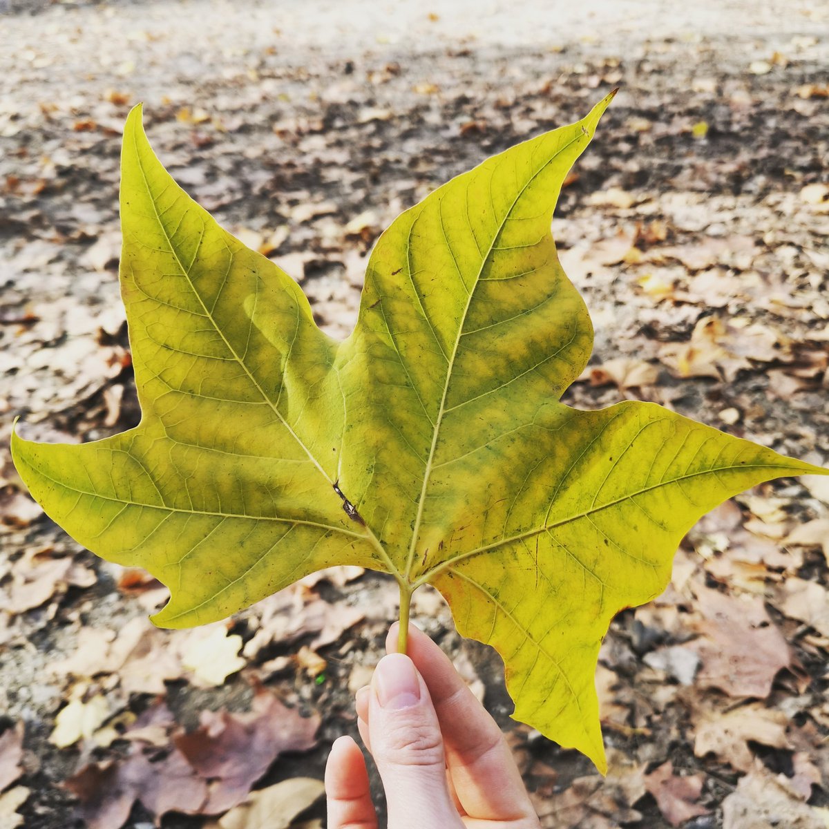 joy_jony's tweet photo. How perfect the leaves are!

#nature
#NaturePhotography
#NaturalBeauty https://t.co/fpYGA5vi5I