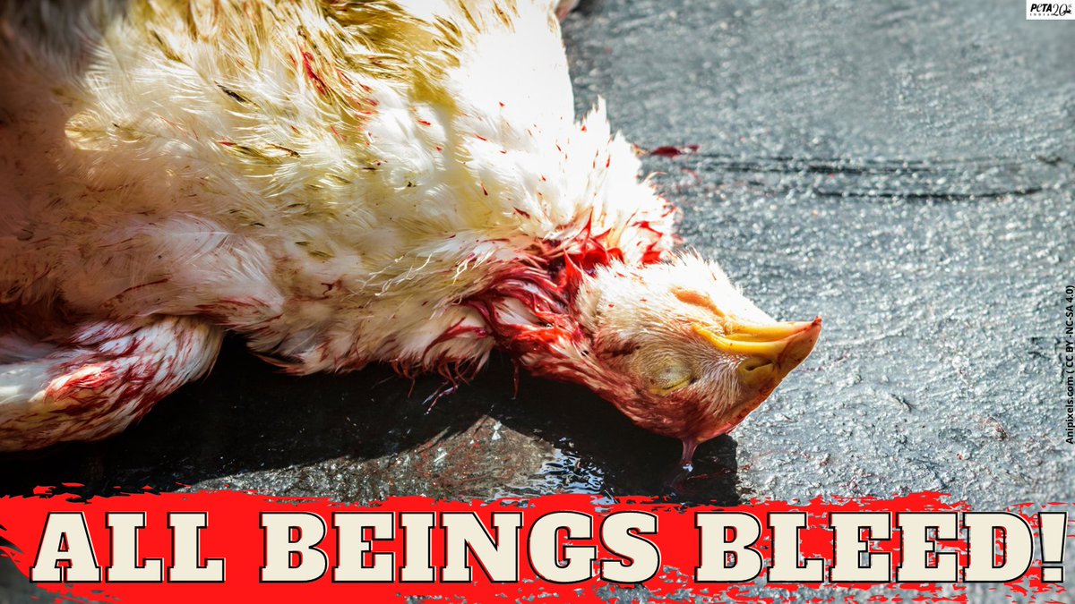PetaIndia's tweet photo. Animals are sentient beings who feel pain just like humans.

Cut your habit of having animal-flesh, go vegan: 
https://t.co/gAdxRhm2PE https://t.co/RkqymgflWJ