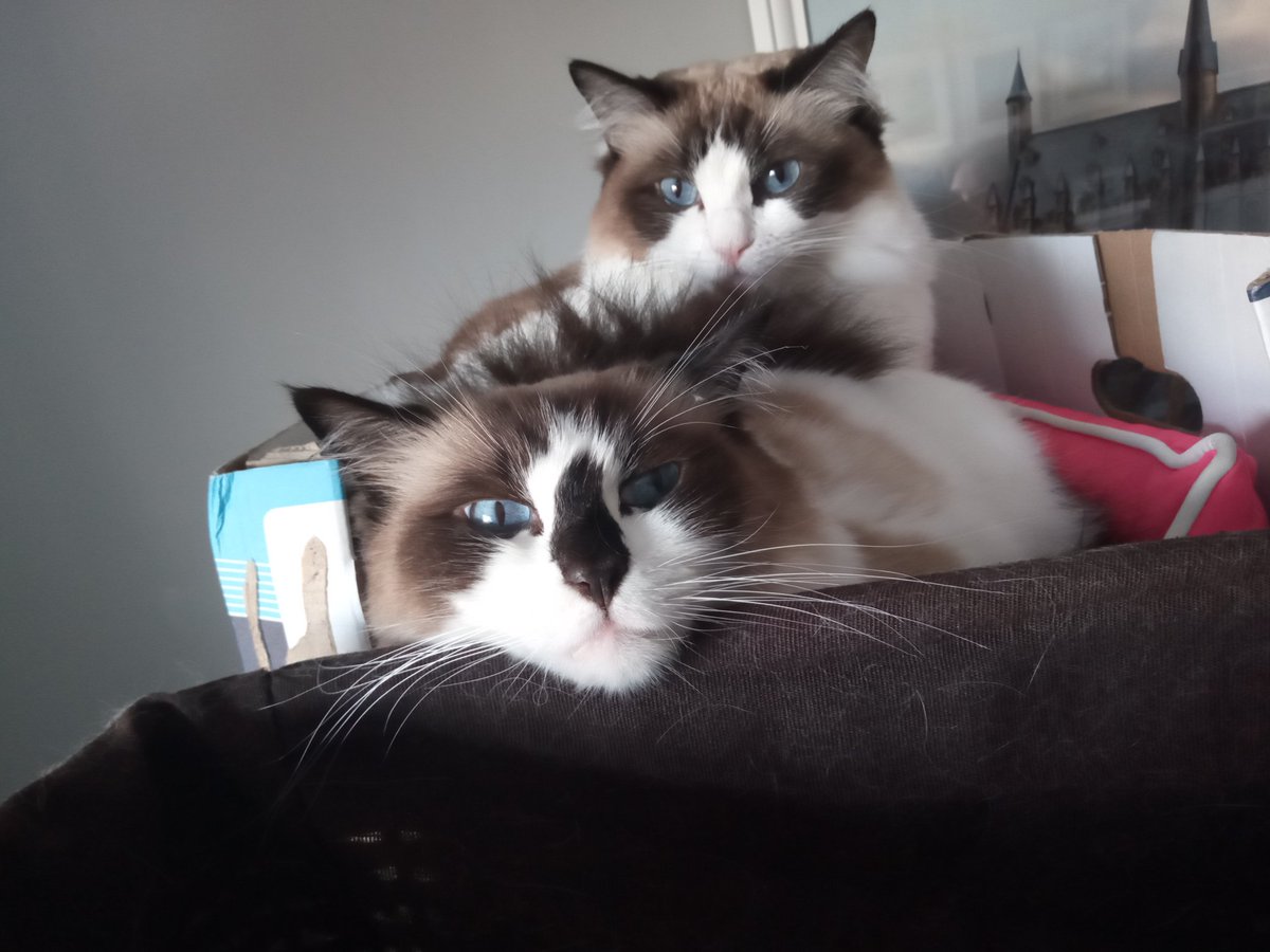LibraryUnedited's tweet photo. Hugo is less than impressed that his sister has tried to squeeze into tiny cat bed with him #CatsOfTwitter #CatIssues #RagdollCats https://t.co/hRSjAkHyY8
