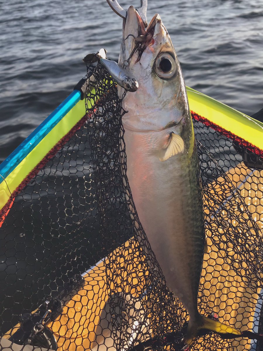 ナナゲン 今週の釣果 大サバ 1匹 キビレ 1匹 チビサバ 2匹 ずっと釣りたかった 大サバが釣れました 嬉しい ラッピングミノーを使い慣れていなくて のせることができなかったり バラしまくっていたのですが 使い慣れてきたのか 釣れだしたので