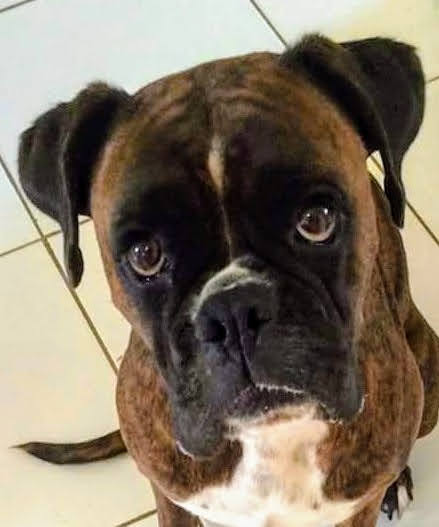 MichaelBorgBraz's tweet photo. That's true. And when you live with a boxer, you'll be like in the pic on the right! ๐โค๏ธ
#boxer
#boxers
#boxerdog
#boxerdogs
#boxerlover
#boxerlovers
#boxerfanclub
#boxerbond
#boxerbonds https://t.co/uY3noNilvo