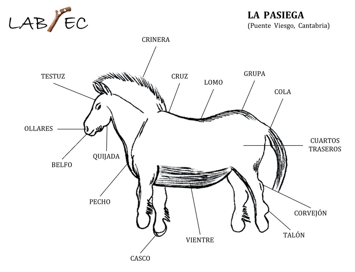 El caballo es posiblemente el animal mejor representado. Su anatomía tan característica nos permite poder identificarlo con mayor exactitud frente a otras especies. La crinera, quijada y línea cervico-dorsal sinuosa son los rasgos anatómicos con los que mejor lo identificamos 