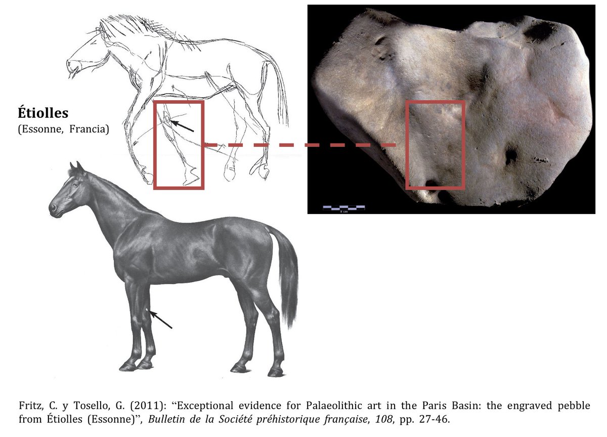 Durante el Magdaleniense los artistas fueron en ocasiones tan meticulosos que detallaron partes anatómicas muy específicas como el espejuelo, un abultamiento de composición blanda, típica de los caballos, que aparecen en la cara interna de las extremidades 