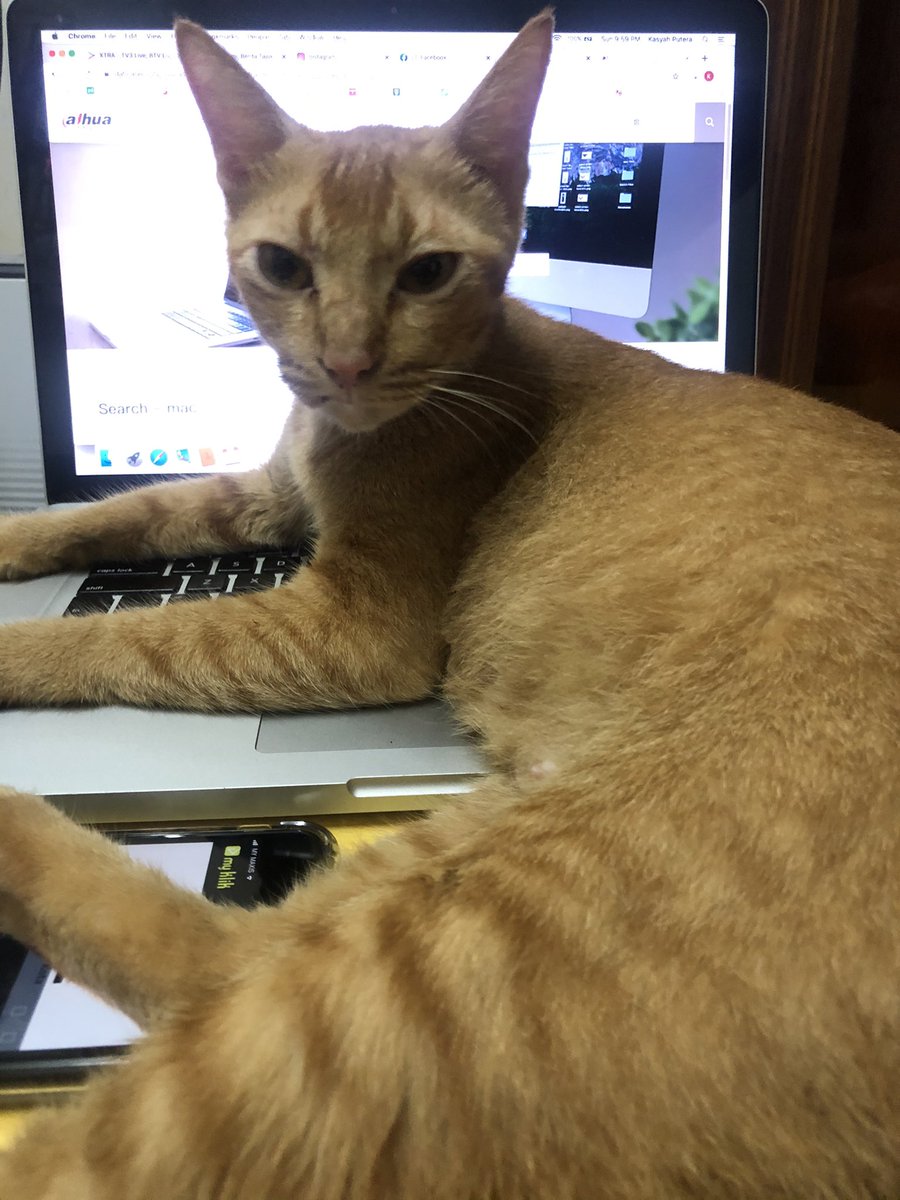 KasyahPutera's tweet photo. Alahaiii tgh sedap layan Lagu Cinta Kita 2, cik meow nak guna lappy pulak ๐ฅด๐๐ปโโ๏ธ๐คฆ๐ฟโโ๏ธ #LaguCintaKita2 #LCK2 https://t.co/JGMEicnOj2